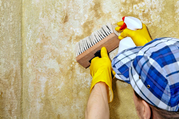 Best Mold Odor Removal Services  in Mount Carmel, OH