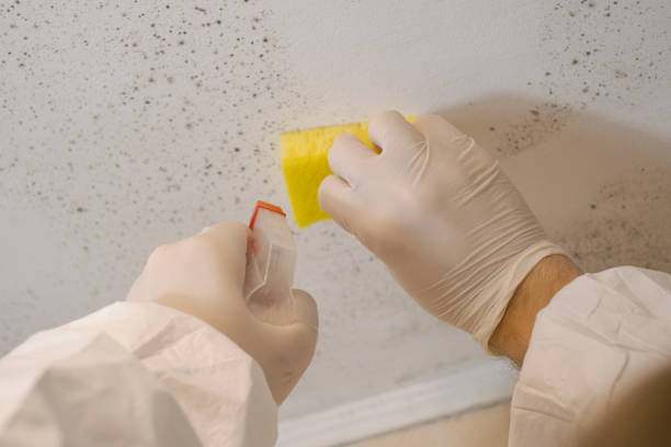 Best Emergency Mold Remediation  in Mount Carmel, OH